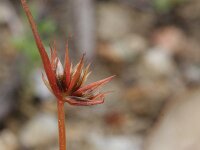 Juncus capitatus 3, Koprus, Saxifraga-Rutger Barendse