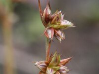 Juncus capitatus 4, Koprus, Saxifraga-Rutger Barendse