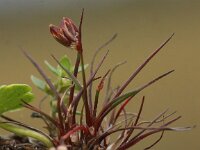 Juncus capitatus 5, Koprus, Saxifraga-Peter Meininger