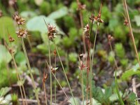 Juncus capitatus 6, Koprus, Saxifraga-Rutger Barendse