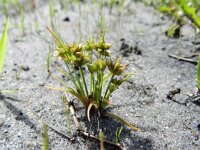 Juncus capitatus 8, Koprus, Saxifraga-Rutger Barendse