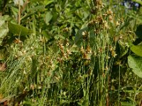 Juncus capitatus 9, Koprus, Saxifraga-Ed Stikvoort