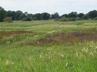 Juncus effusus 13, Pitrus, Saxifraga-Hans Boll