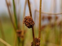 Juncus effusus 2, Pitrus, Saxifraga-Rudmer Zwerver