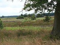 Juncus effusus 20, Pitrus, Saxifraga-Hans Boll