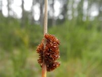Juncus effusus 22, Pitrus, Saxifraga-Rutger Barendse