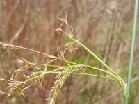 Juncus effusus 24, Pitrus, Saxifraga-Rutger Barendse