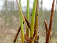 Juncus effusus 25, Pitrus, Saxifraga-Rutger Barendse
