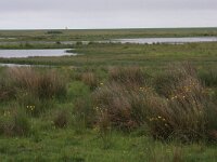 Juncus effusus 4, Pitrus, Saxifraga-Hans Boll