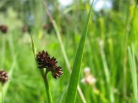 Juncus ensifolius 2, Saxifraga-Rutger Barendse