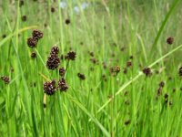 Juncus ensifolius 3, Saxifraga-Rutger Barendse