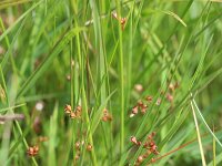 Juncus filiformis 11, Draadrus, Saxifraga-Rutger Barendse