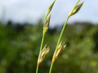 Juncus foliosus 3, Gestreepte greppelrus, Saxifraga-Rutger Barendse