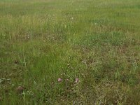 Juncus gerardii 10, Zilte rus, Saxifraga-Hans Boll