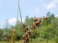 Juncus gerardii 23, Zilte rus, Saxifraga-Ed Stikvoort