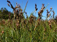 Juncus gerardii 24, Zilte rus, Saxifraga-Ed Stikvoort
