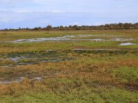 Juncus gerardii 9, Zilte rus, Saxifraga-Hans Boll