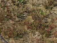 Juncus pygmaeus 10, Dwergrus, Saxifraga-Hans Boll