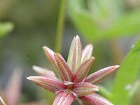 Juncus pygmaeus 2, Saxifraga-Rutger Barendse