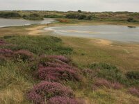 Juncus pygmaeus 3, Dwergrus, Saxifraga-Hans Boll