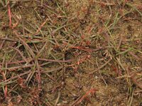 Juncus pygmaeus 4, Dwergrus, Saxifraga-Hans Boll