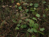 Juncus pygmaeus 5, Dwergrus, Saxifraga-Hans Boll