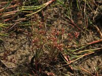 Juncus pygmaeus 6, Dwergrus, Saxifraga-Hans Boll
