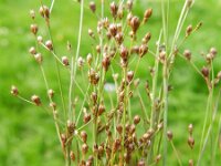 Juncus tenageia 2, Wijdbloeiende rus, Saxifraga-Rutger Barendse