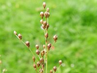 Juncus tenageia 3, Wijdbloeiende rus, Saxifraga-Rutger Barendse