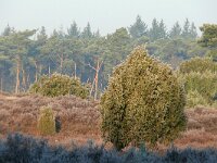 Juniperus communis 101, Jeneverbes, Saxifraga-Tom Heijnen