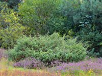 Juniperus communis 105, Jeneverbes, Saxifraga-Tom Heijnen
