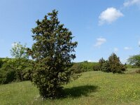 Juniperus communis 113, Jeneverbes, Saxifraga-Ed Stikvoort