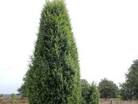 Juniperus communis 117, Jeneverbes, Saxifraga-Ed Stikvoort
