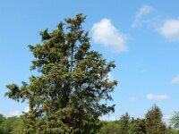 Juniperus communis 120, Jeneverbes, Saxifraga-Ed Stikvoort