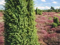 Jeneverbes Kootwijkerzand GLD 2-8-06 (Ed Stikvoort)