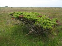 Juniperus communis 16, Jeneverbes, Saxifraga-Rutger Barendse