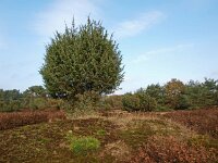 Juniperus communis 17, Jeneverbes, Saxifraga-Hans Dekker