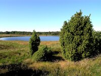 Juniperus communis 18, Jeneverbes, Saxifraga-Hans Dekker