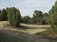 Juniperus communis 35, Jeneverbes, Saxifraga-Willem van Kruijsbergen