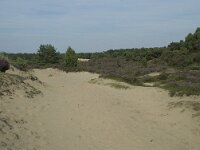 Juniperus communis 53, Jeneverbes, Saxifraga-Willem van Kruijsbergen