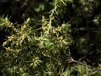 Juniperus communis 74, Jeneverbes, Saxifraga-Jan van der Straaten