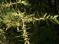 Juniperus communis 75, Jeneverbes, Saxifraga-Jan van der Straaten