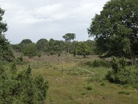 Juniperus communis 8, Jeneverbes, Saxifraga-Willem van Kruijsbergen