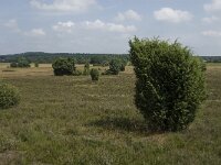 Juniperus communis 86, Jeneverbes, Saxifraga-Jan van der Straaten