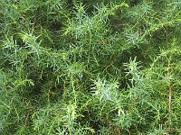 Leaves of Common juniper (Juniperus communis)  Leaves of Common juniper (Juniperus communis) : leaf, leaves, Common juniper, juniper, Juniperus communis, juniperus, shrub, bush, flora, floral, vascular, plant, nature, natural, green, background, spicky, prickly, needle, needles, outside, outdoor, outdoors, nobody, summer, summertime, no people