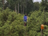 Juniperus communis 92, Jeneverbes, Saxifraga-Roel Meijer