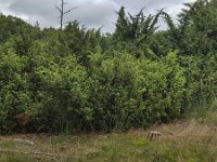 Juniperus communis 93, Jeneverbes, Saxifraga-Roel Meijer