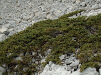 Juniperus communis ssp alpina 64, Saxifraga-Willem van Kruijsbergen
