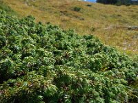 Juniperus communis ssp alpina 89, Saxifraga-Ed Stikvoort