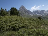 Juniperus communis ssp alpina 90, Saxifraga-Willem van Kruijsbergen